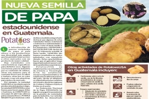 Nueva semilla de papa